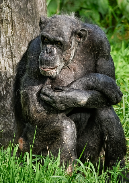 Mailchimp Logo